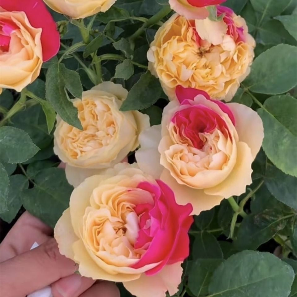 Fugetsu Rose-风月｜Japanese Cut Rose