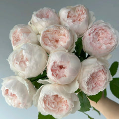 Cocotte Rose-可爱瓷｜Japanese Cut Rose