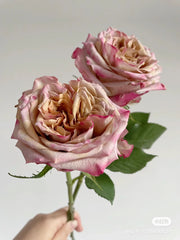 Pimms Rose-皮姆斯｜Dutch Cut  Rose