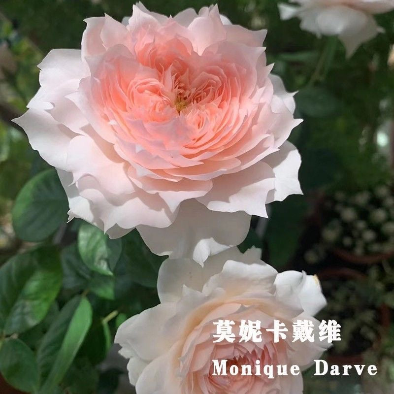 Rose 'Monique Dave '莫妮卡戴维