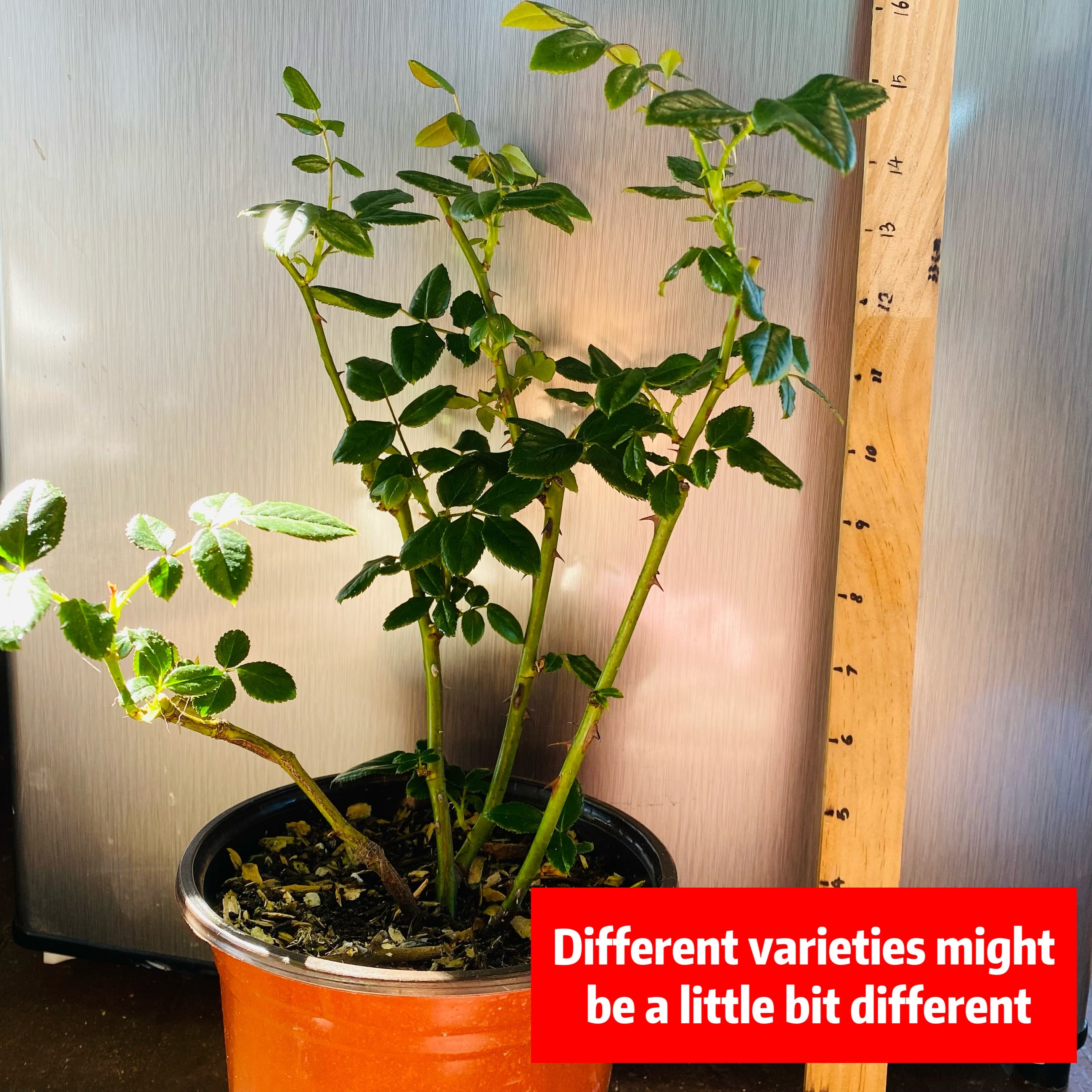 Cocotte Rose-可爱瓷｜Japanese Cut Rose
