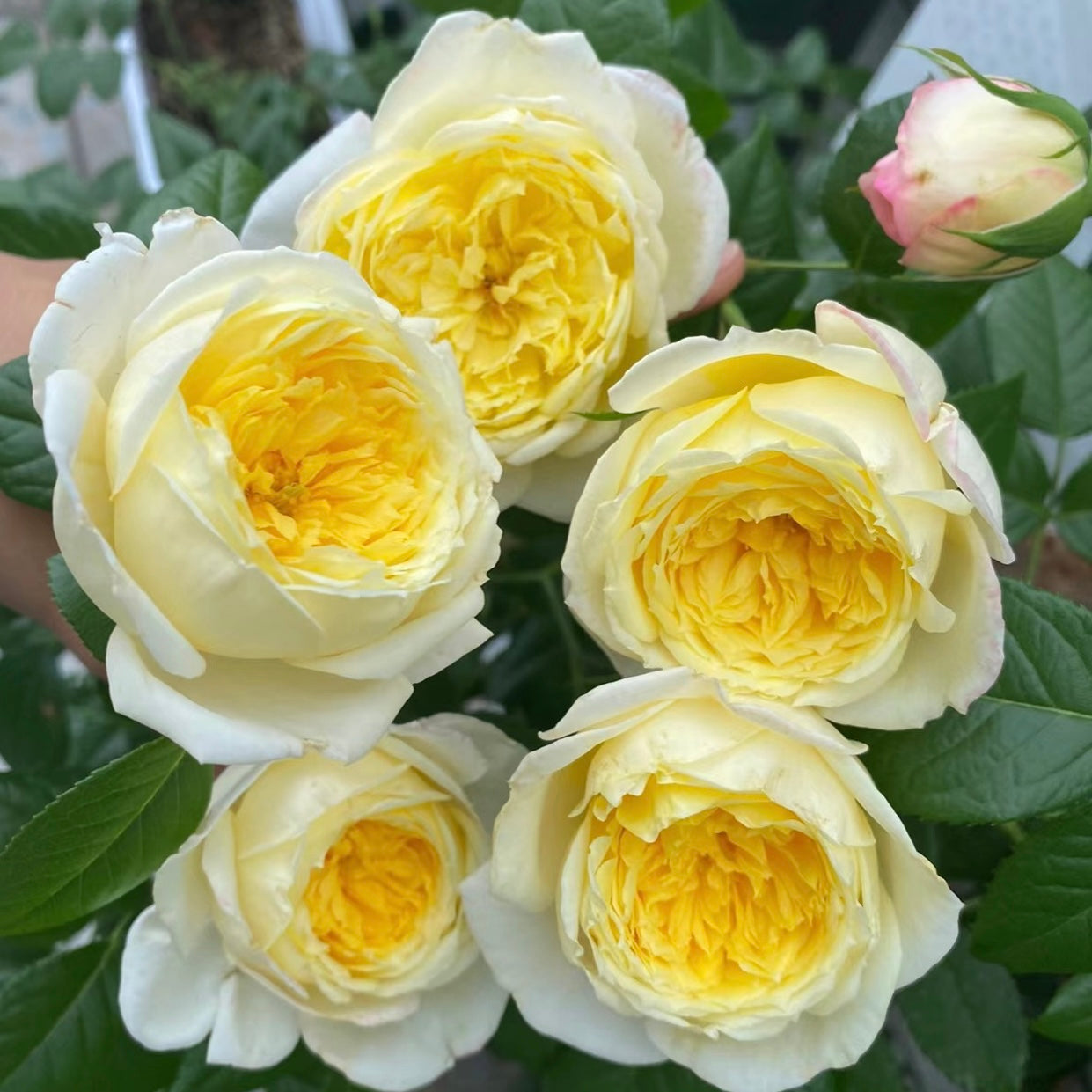 Amnesty International Rose-柠檬雪酪｜France Climbing Rose