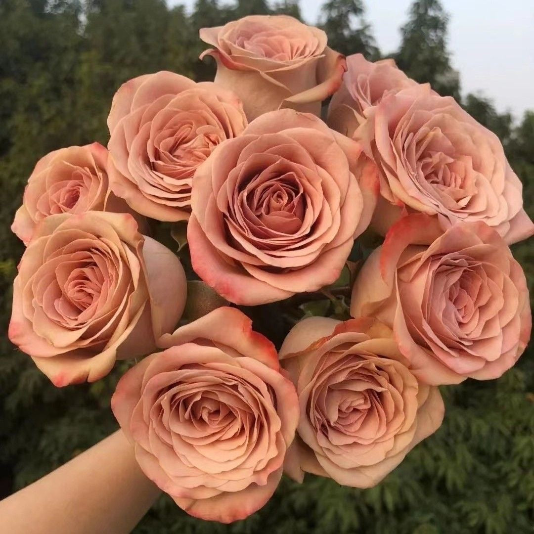 Cappuccino Rose.卡布奇诺 – Ergongzy Roses