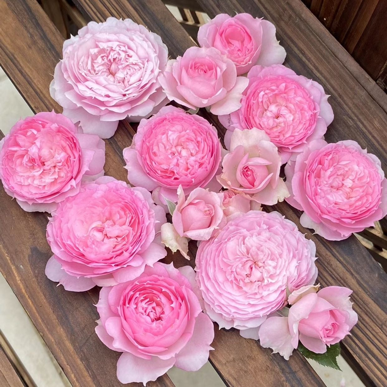 RongRongYue Rose-溶溶月｜Chinese shrub Rose