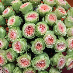 Gravity Rose-吸引力｜Dutch Cut Rose