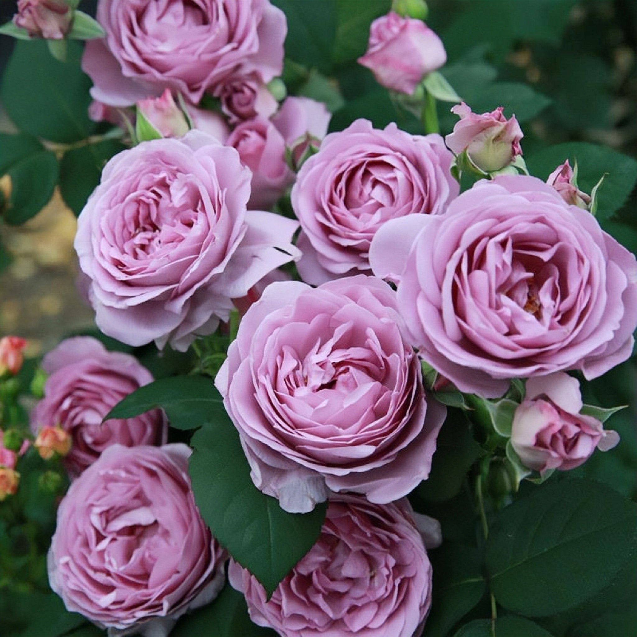 【超安い】 storm Blue Shinoburedo/ Rose 蓝色风暴 Roses Ergongzy | タレント・お笑い芸人