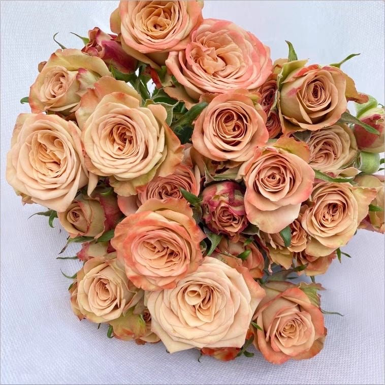 Cappuccino Rose.卡布奇诺 – Ergongzy Roses