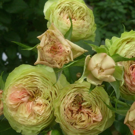 Rosa Loves Me -Two Times-爱我几何｜Danish cut roses