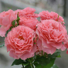 Corail gelee Rose-珊瑚果冻｜Japanese Shrub Rose