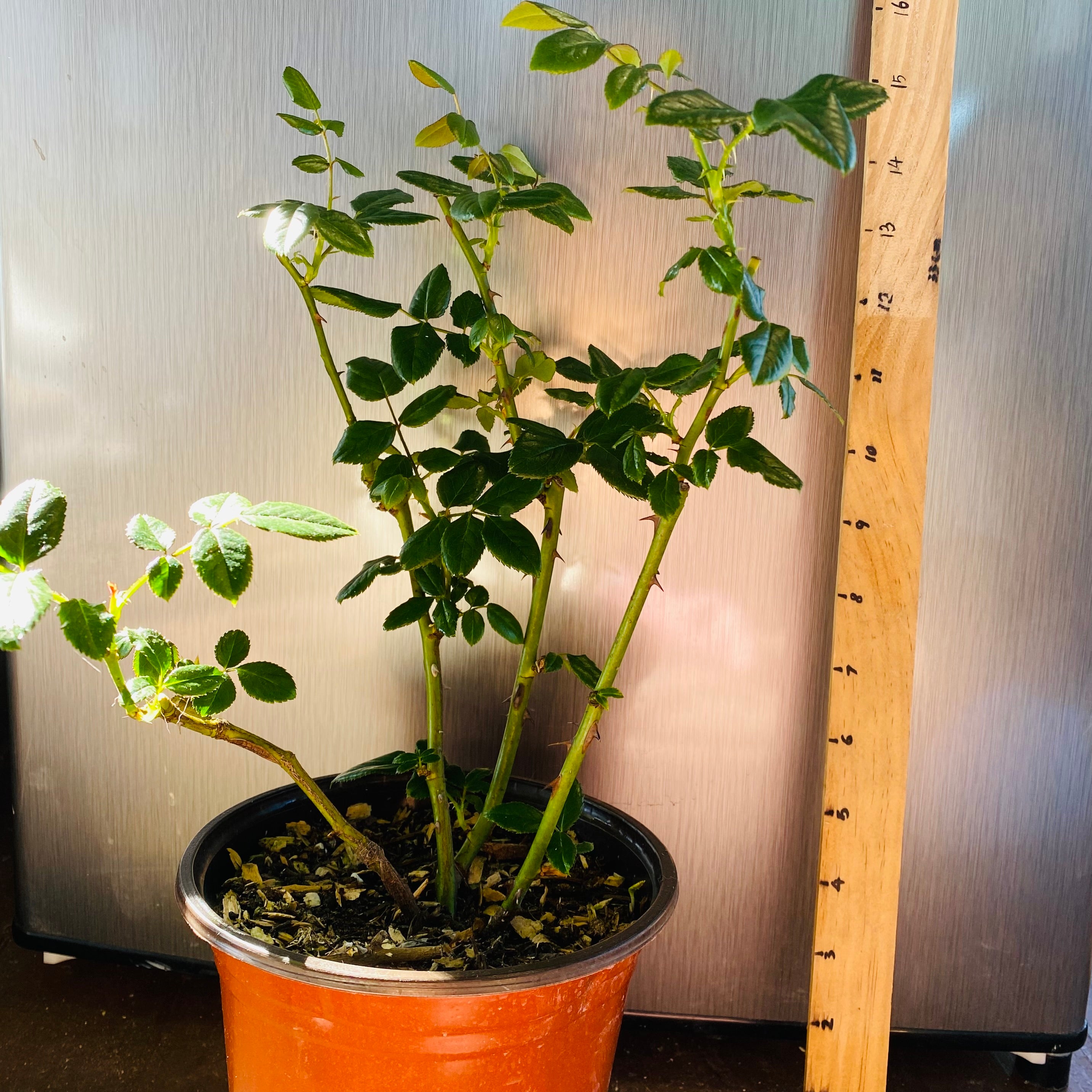 Fire X-pression Rose-大花美人｜Chinese shrub Rose