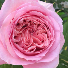 Anne-Sophie Pic rose-安索菲比克｜France Shurb Rose