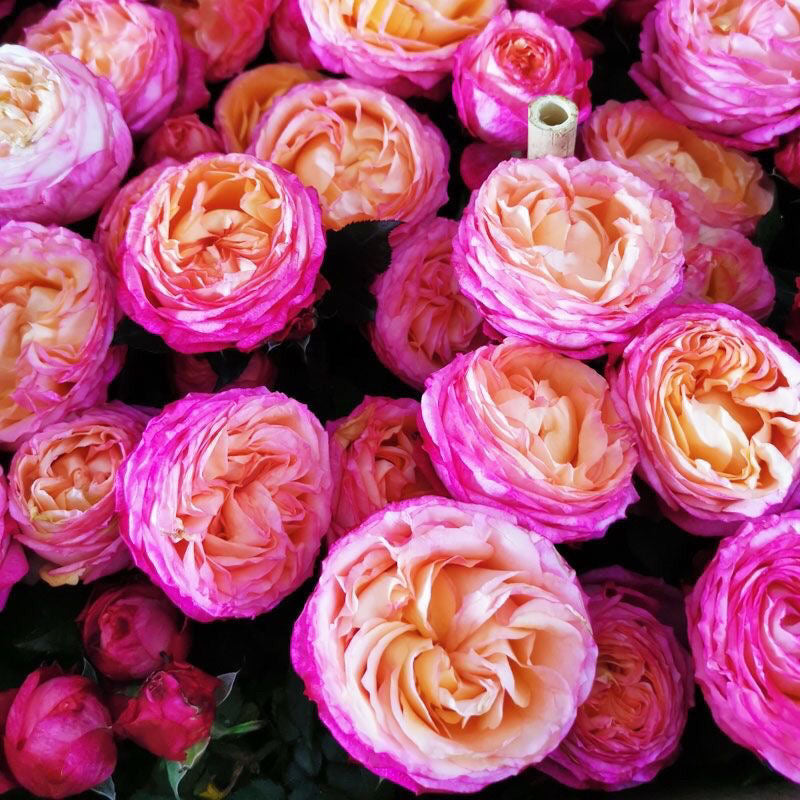 Fire X-pression Rose-大花美人｜Chinese shrub Rose