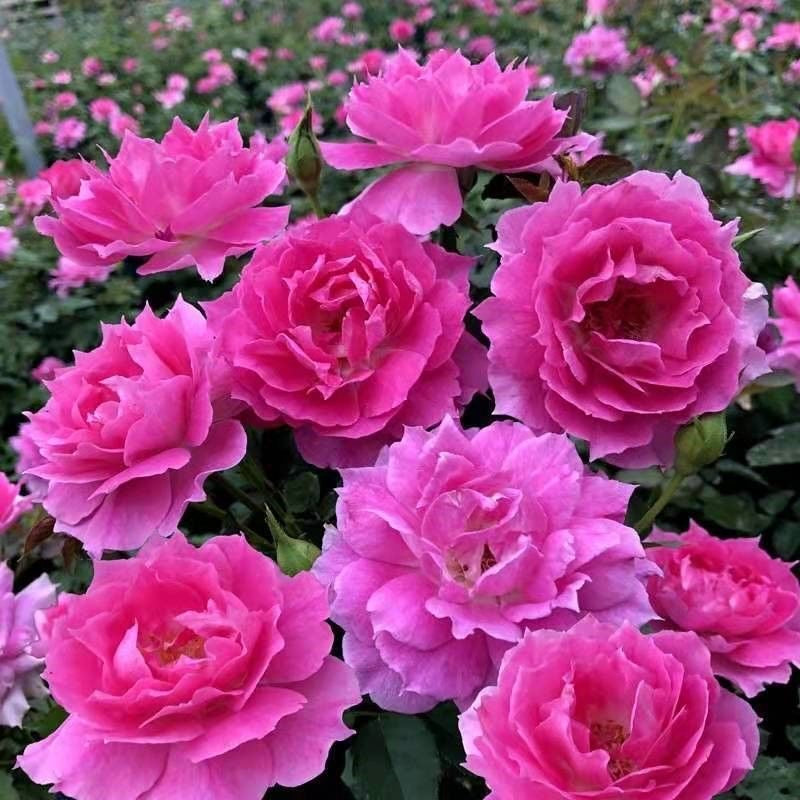Sheherazade Rose.天方夜谭 | Ergongzy Roses Sheherazade Rose.天方夜谭 | Ergongzy Roses