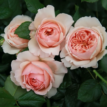 Masora  マソラ 真宙 Japanese Rose Super Lovely Big flowers Heat resistance.