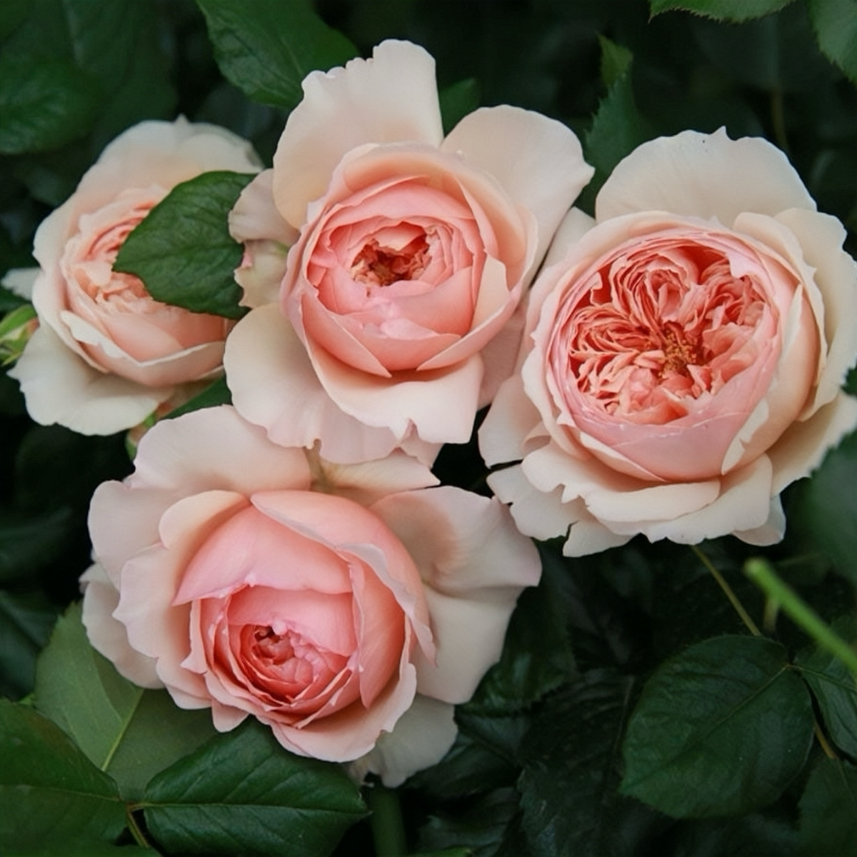 Masora Rose-真宙｜Japanese Shrub Rose
