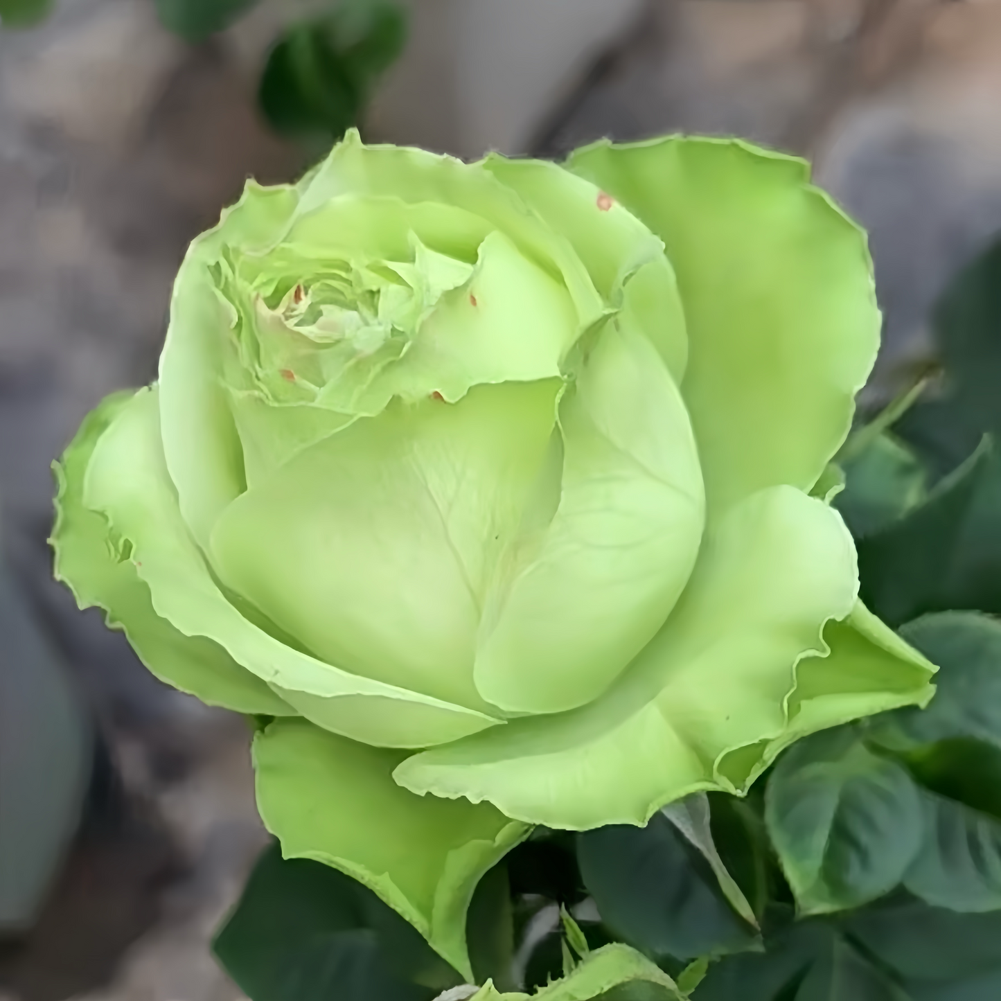 Rose Yagi Green 八目绿 new Japanese Rose. Very green.