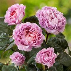Eisvogel Rose-翠鸟｜ Germany Shrub Rose