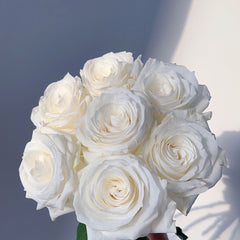 Proud Rose-骄傲｜France Cut Rose