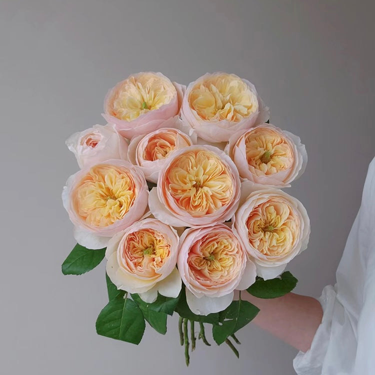 Cut Rose 1m
