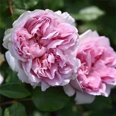 roseです。 Rose Antoinette-绝代艳后｜Japanese Shrub Rose – Ergongzy Roses