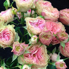 Rosa Loves Me -Two Times-爱我几何｜Danish cut roses