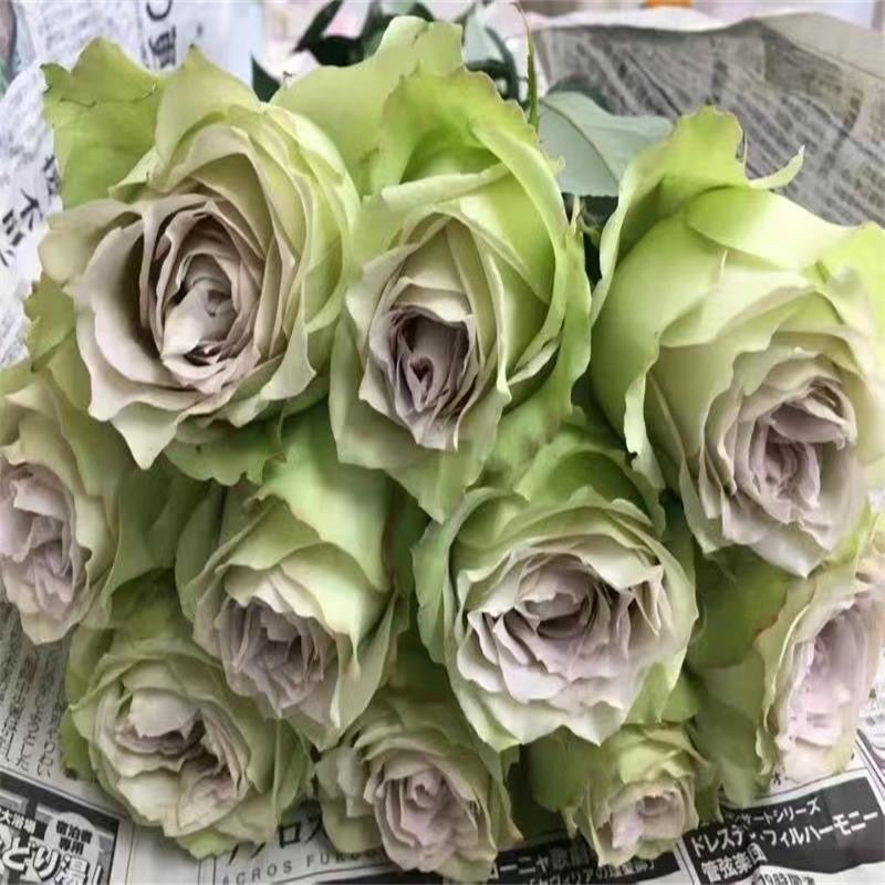 Lapis Veil Rose-青金石面纱｜Japanese Cut Rose