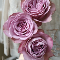 Mont Marte Rose-蒙马特｜Netherlands Cut Rose