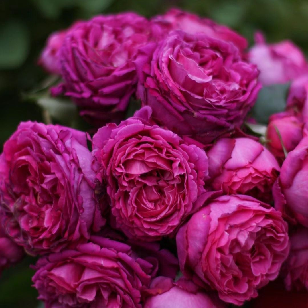 Japanese Tea Roses Cut Roses – Ergongzy Roses