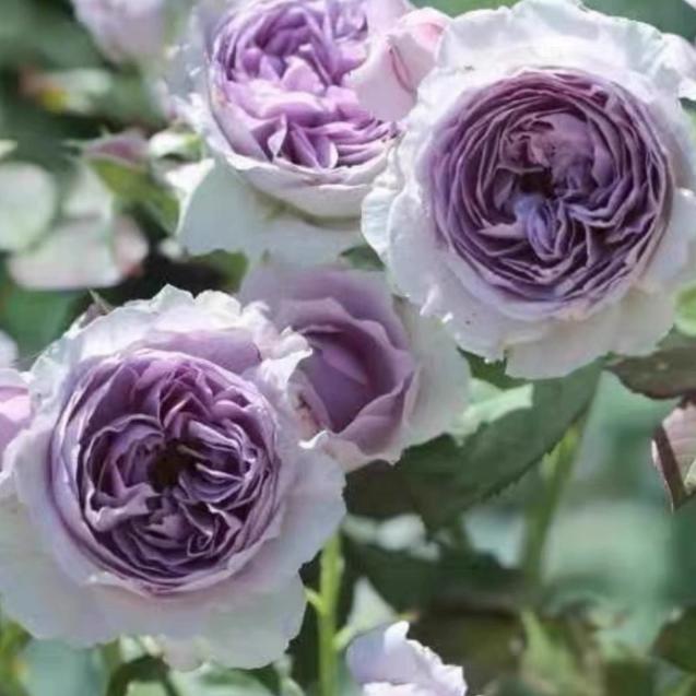 レア物　バラ色の暮し　Rose Life ベロアジャケット　ボルドー Lilas Rose-丽拉｜Japanese shurb Rose – Ergongzy Roses