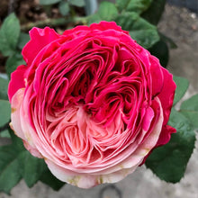 Tamaki misora. Japanese Cut Rose.