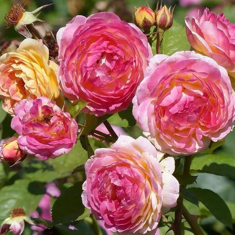Rosomane janon Rose-罗曼尼詹森｜France Shrub Rose