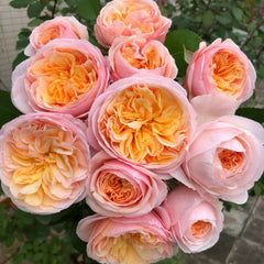 AUSjameson Rose