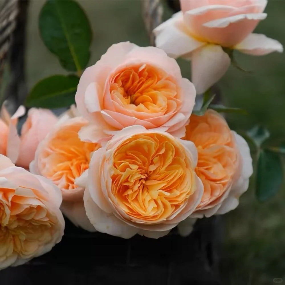 AUSjameson Rose