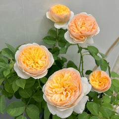 AUSjameson Rose