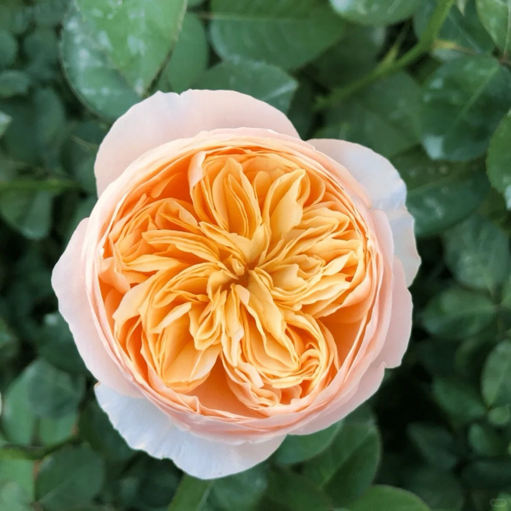 AUSjameson Rose