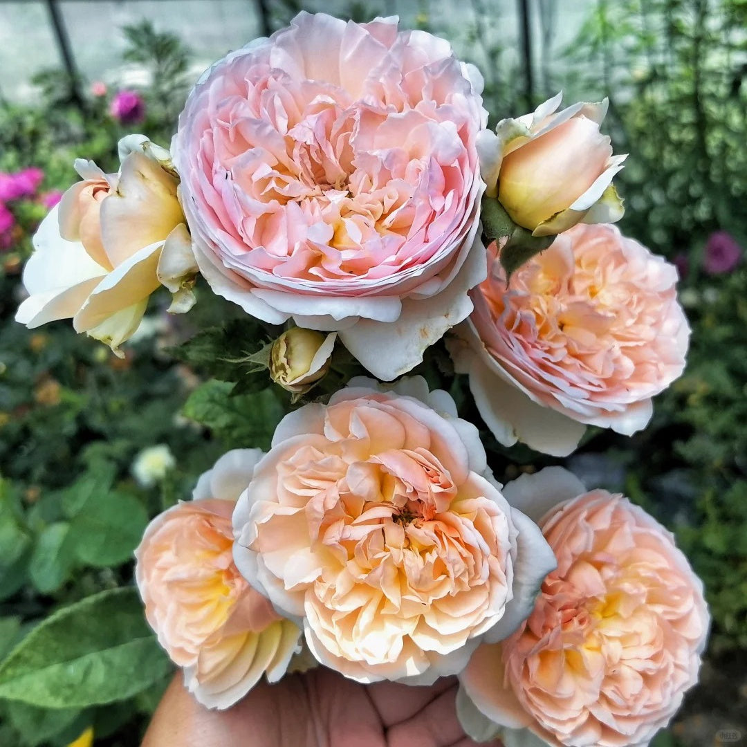 AUSsaucer rose｜own root｜1 Gallon Plant