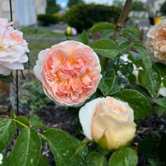 AUSsaucer rose｜own root｜1 Gallon Plant