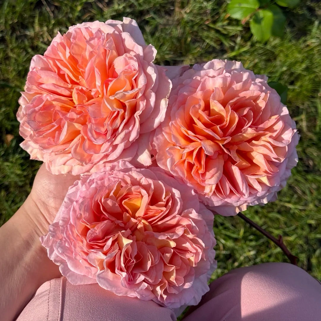 Abraham Darby