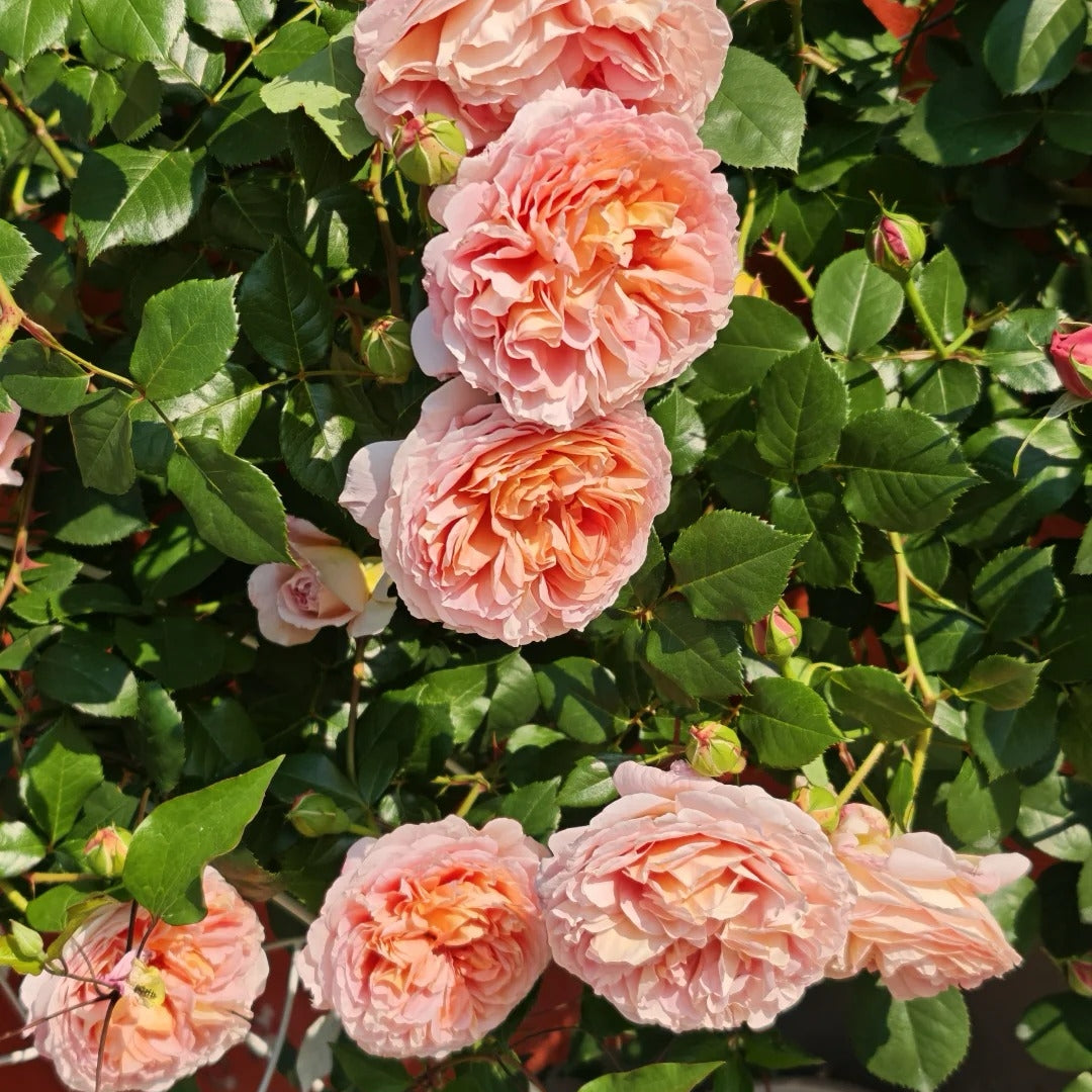 Abraham Darby