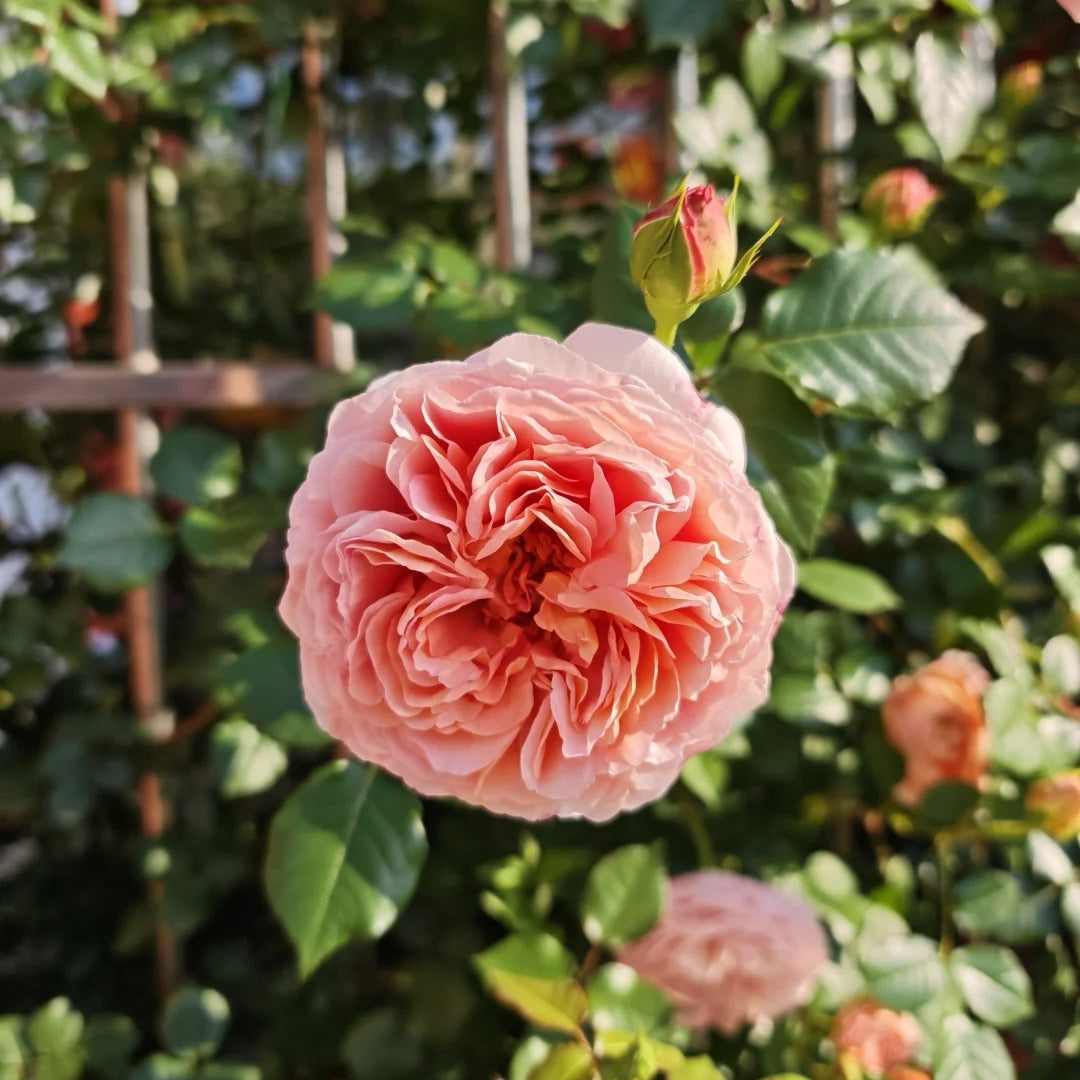 Abraham Darby