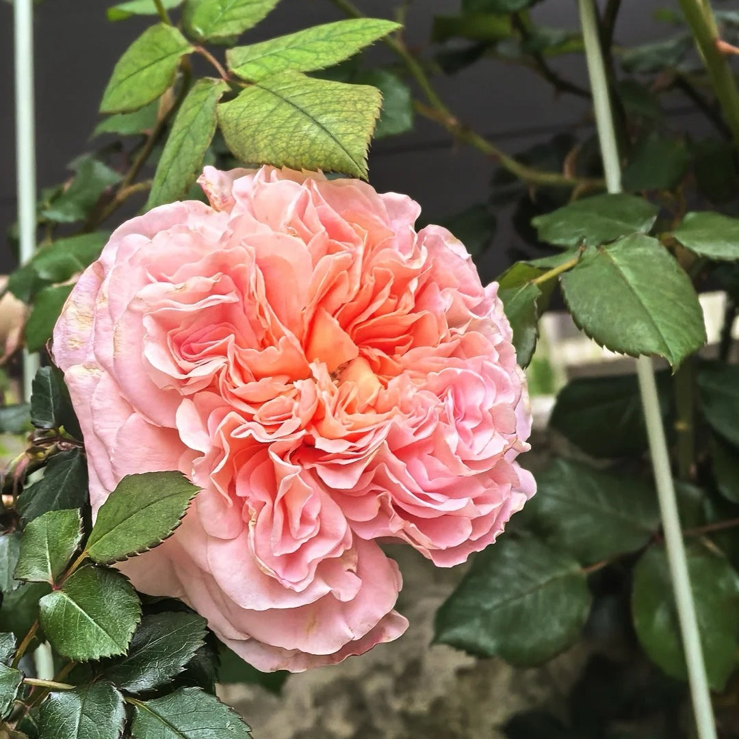 Abraham Darby