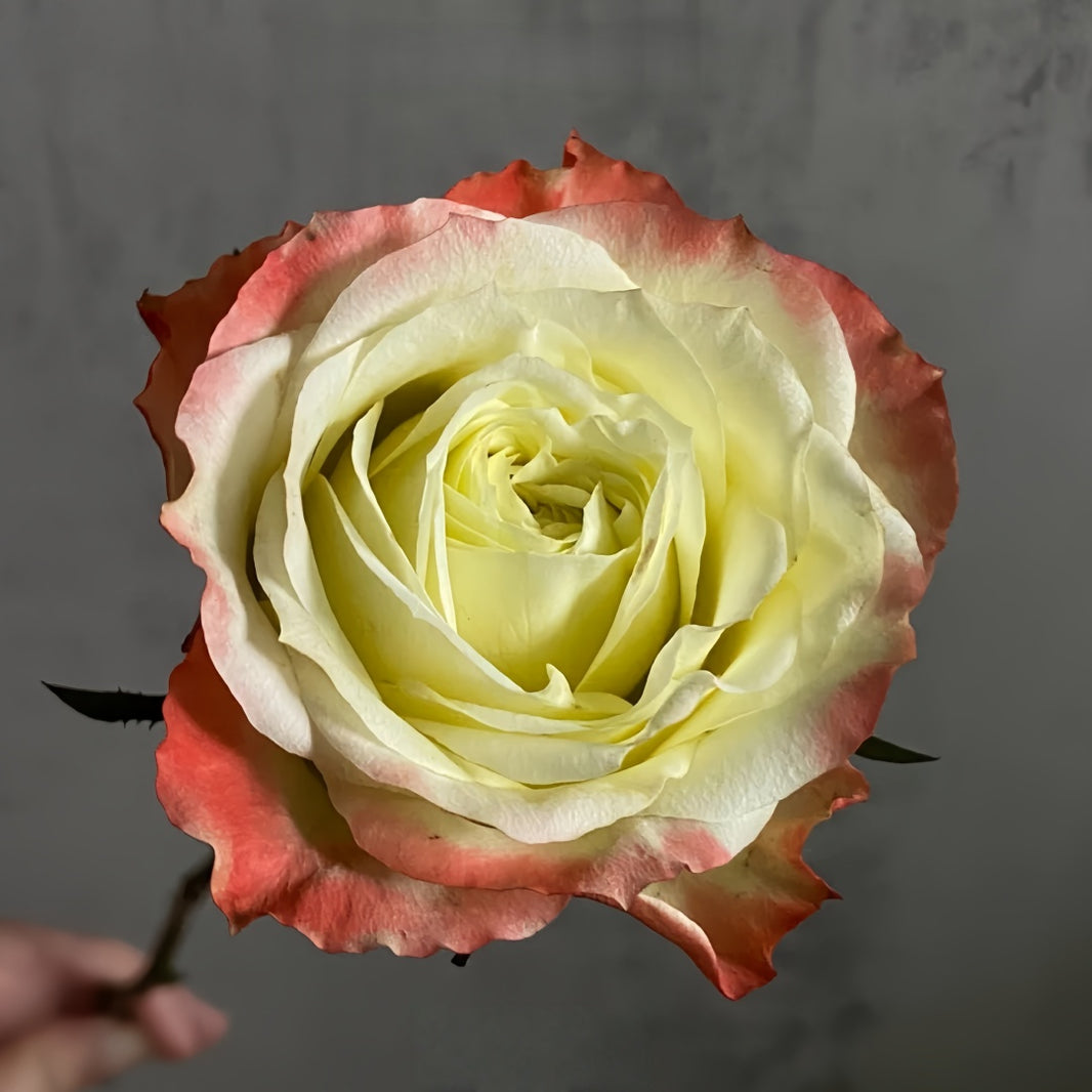 Products – Ergongzy Roses