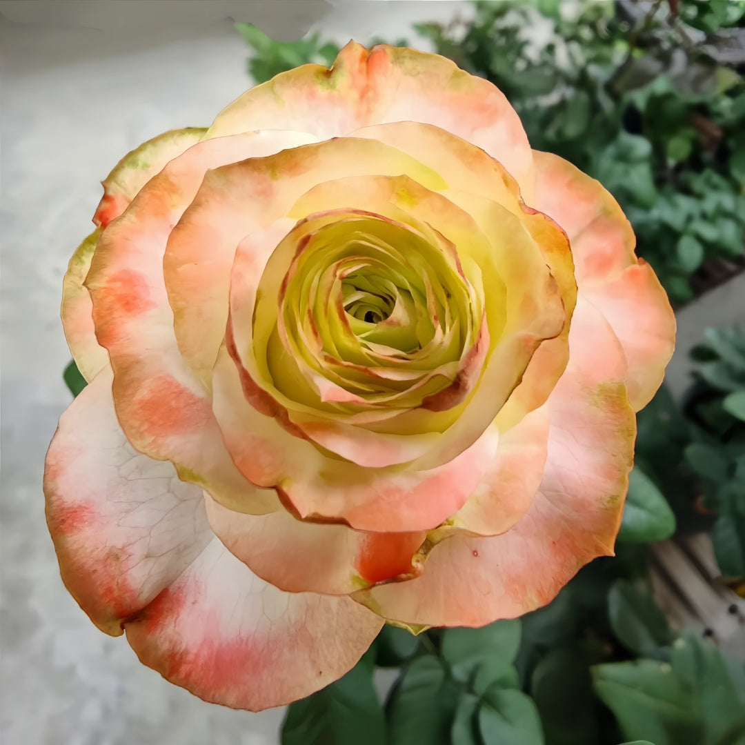 Adventure Rose