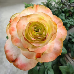 Adventure Rose