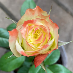 Adventure Rose
