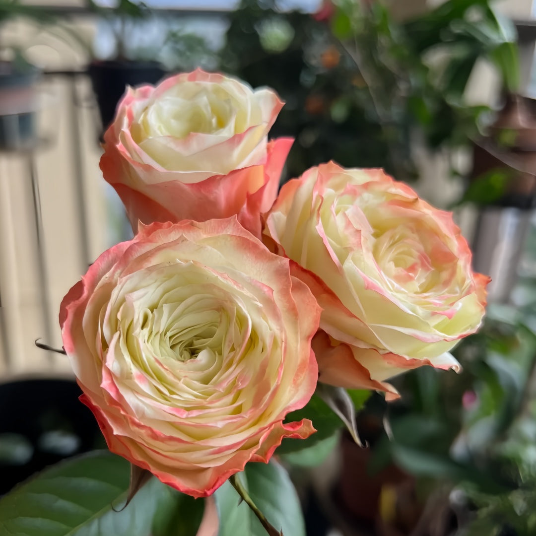 Adventure Rose