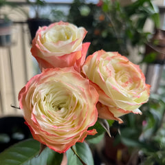 Adventure Rose