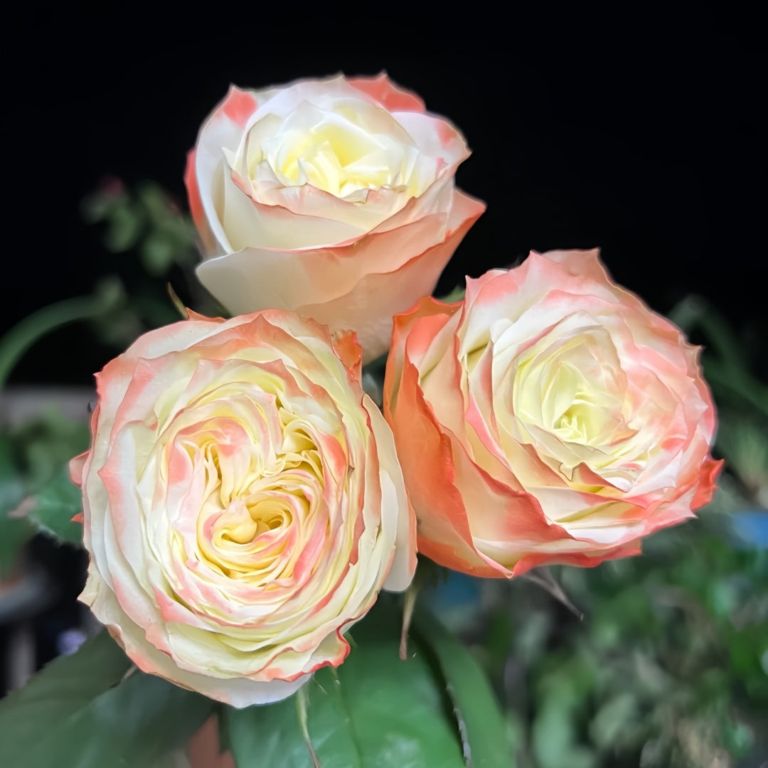 Adventure Rose