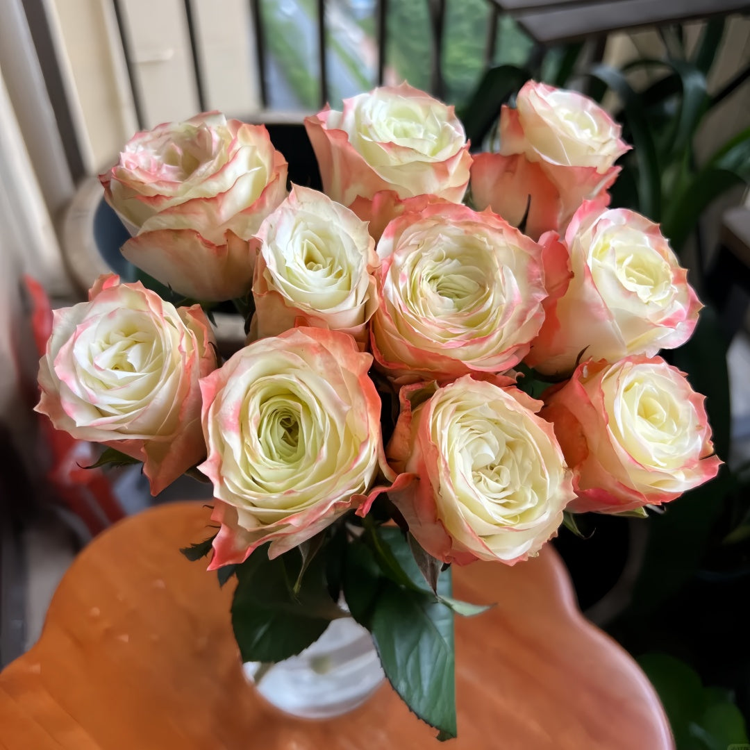 Adventure Rose