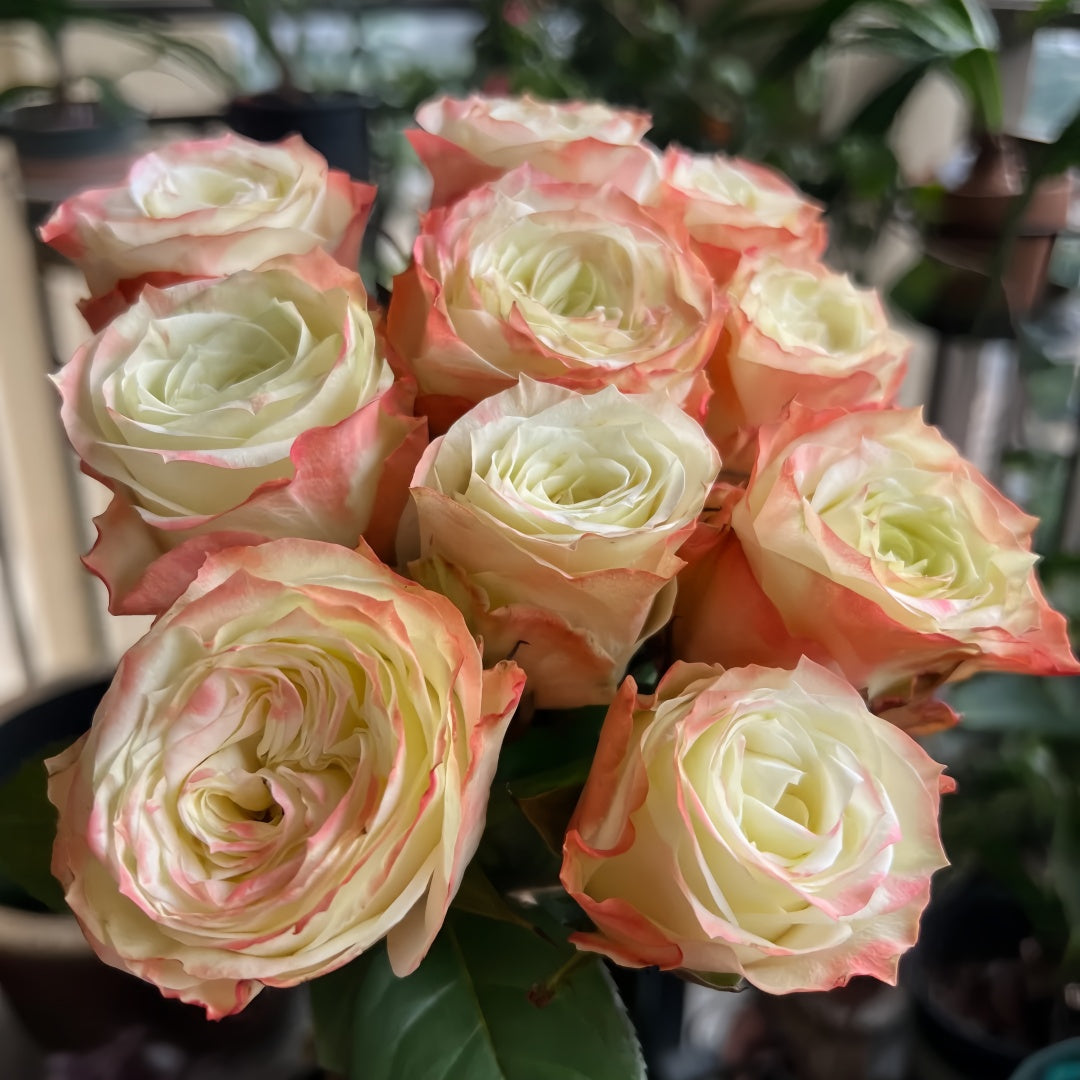 Adventure Rose